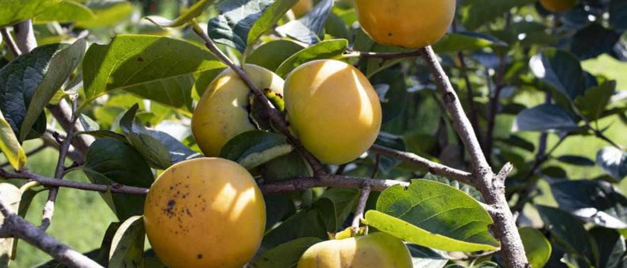 Varios caquis en un árbol de Algemesí en la anterior campaña.  | PERALES IBORRA