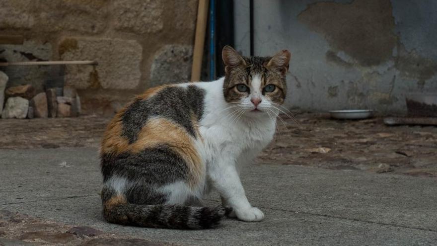 Marín desarrolla una campaña de esterilización de gatos callejeros - Faro  de Vigo