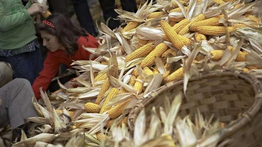 Esfoyaza del maíz, una actividad muy típica de la seronda.