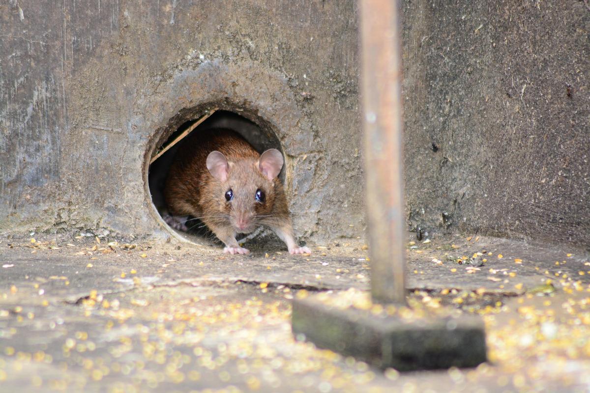 Ratón doméstico silvestre.