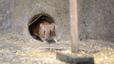 Fernando Esperón, professor de Veterinària expert en hantavirus: «No s’ha d’entrar en pànic, el contagi entre humans és gairebé nul»
