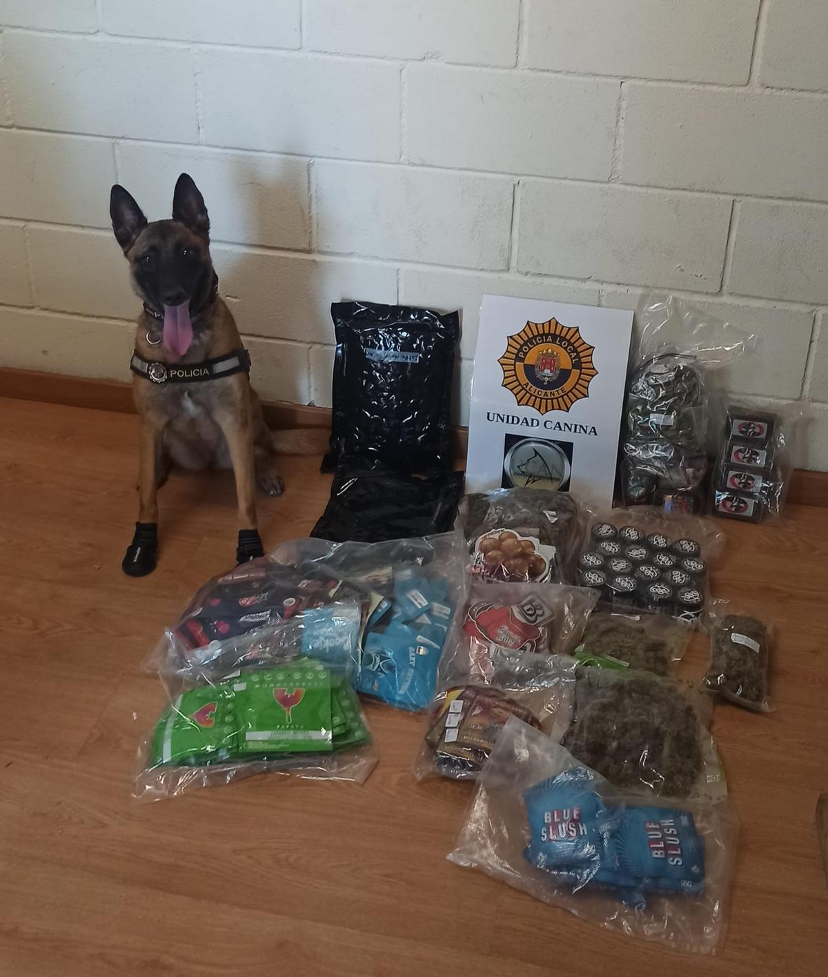 La perra Kata de la Policía Local de Alicante junto a la droga intervenida.