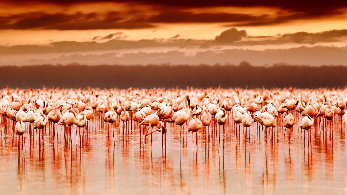 El más bello espectáculo natural: dos millones de flamencos rosados en el Lago Nakuru