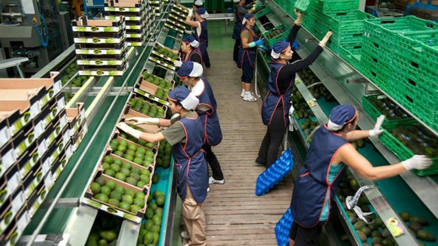 Embalaje de aguacates en Vélez.