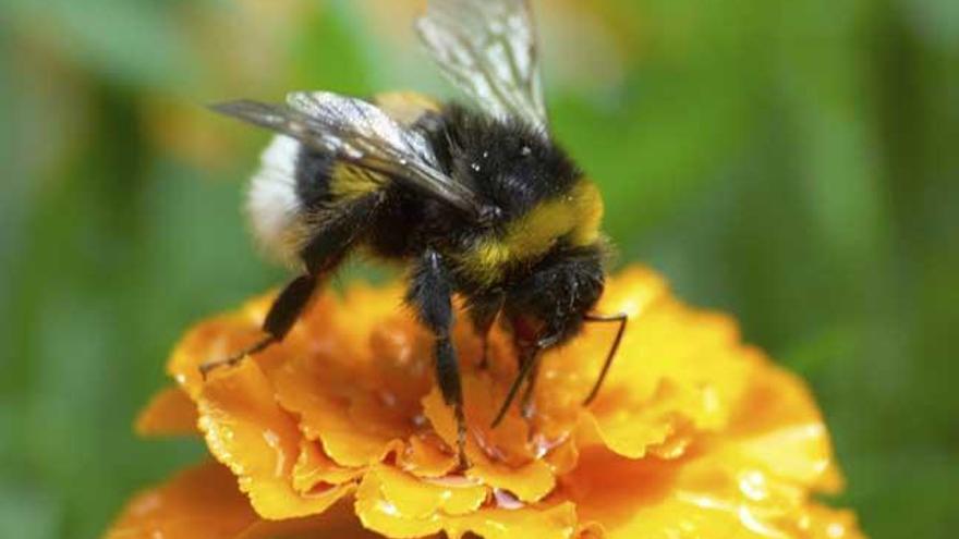 Los abejorros podrían no sobrevivir al cambio climático.