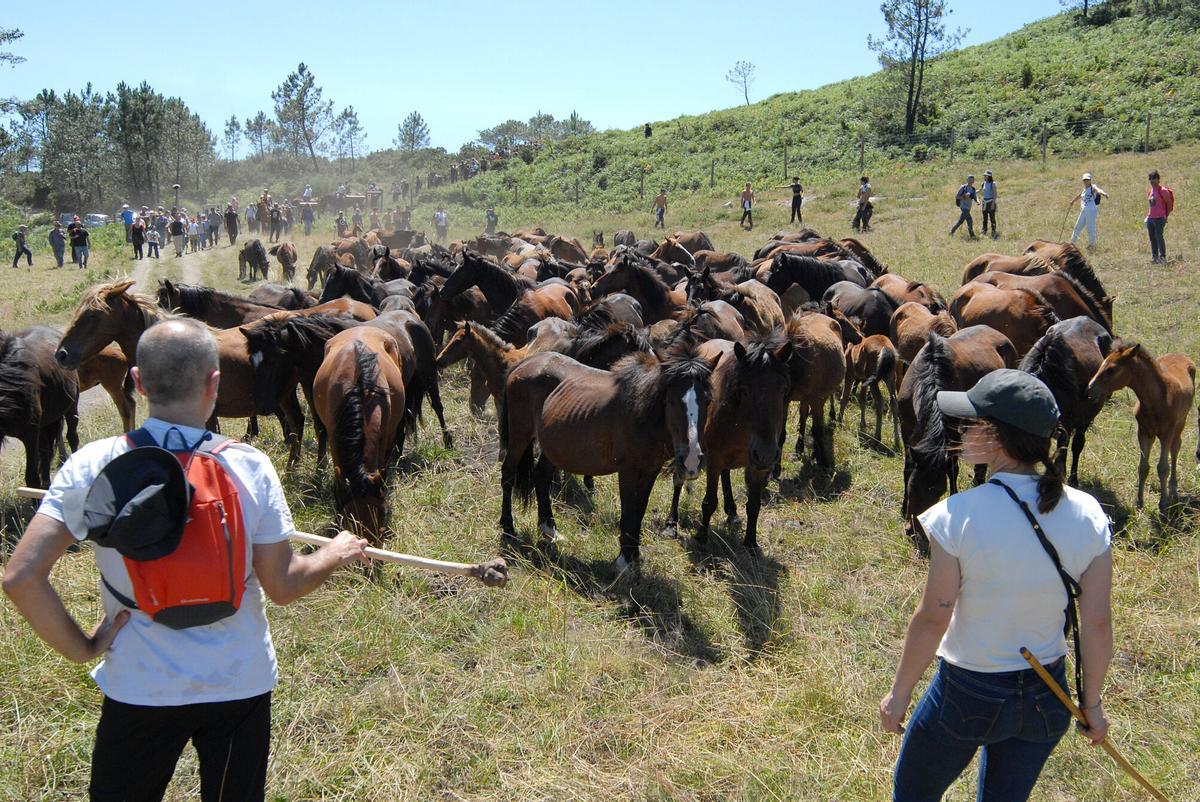 Rapa das Bestas de Sabucedo, A Estrada, 2026.