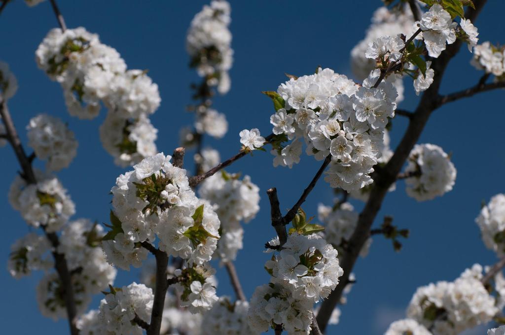 Cerezo en flor en el Valle del Jerte