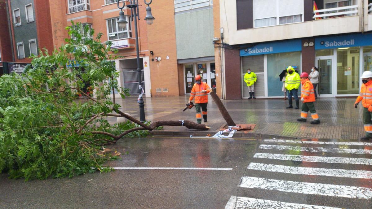 Árbol derribado por el viento en Aldaia