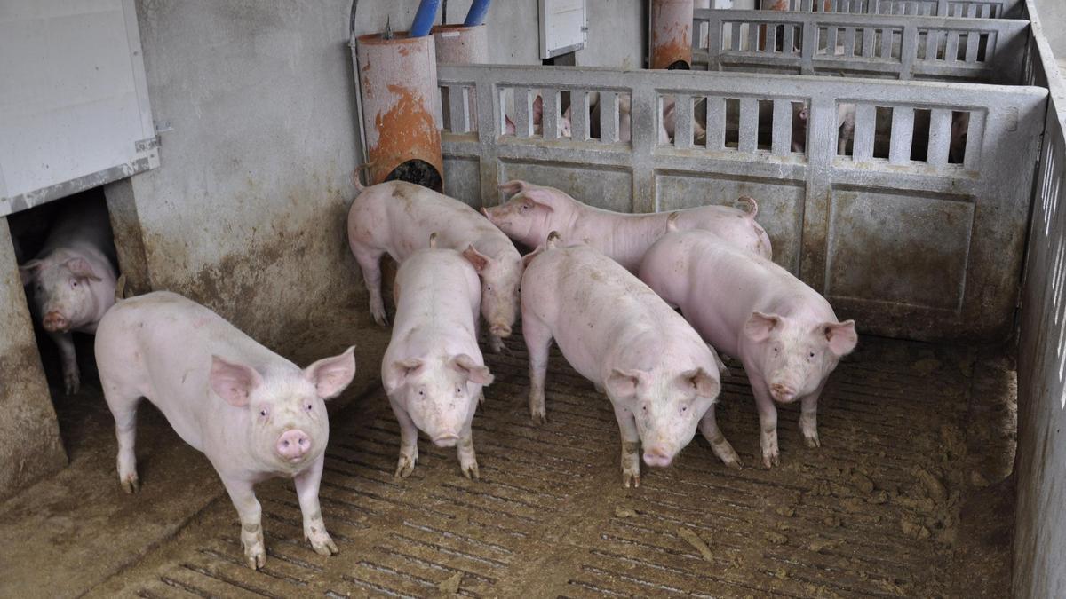 Imagen de archivo de una granja de cerdos en Aragón.