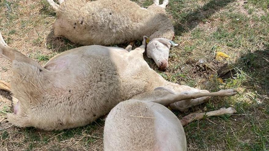 Un ganadero de Sayago pilla &quot;in fragantí&quot; una lobada: &quot;Fui hacia los lobos, les costaba soltar a las ovejas&quot;