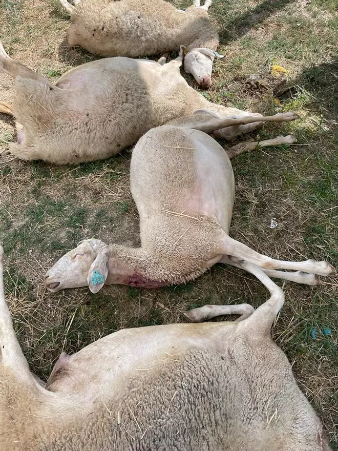 Un ganadero de Sayago pilla "in fragantí" una lobada: "Fui hacia los lobos, les costaba soltar a las ovejas"