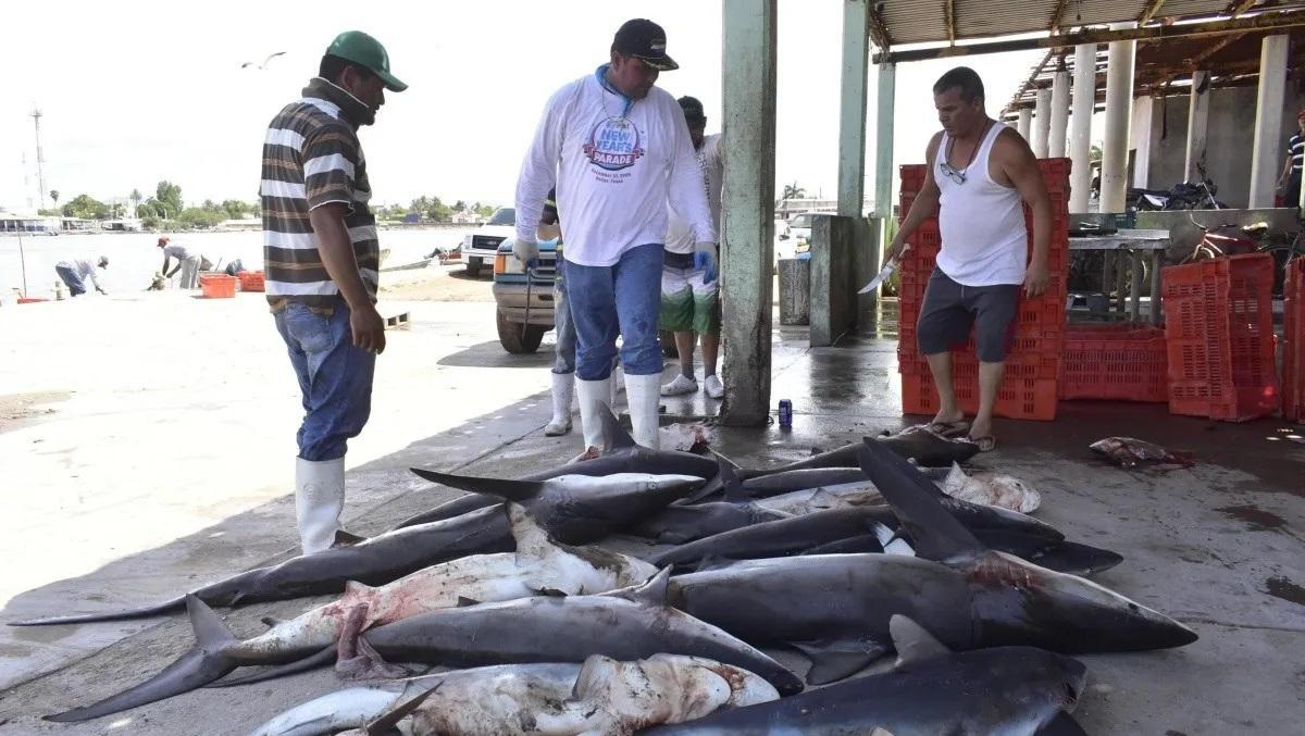 Pesca de tiburones en México