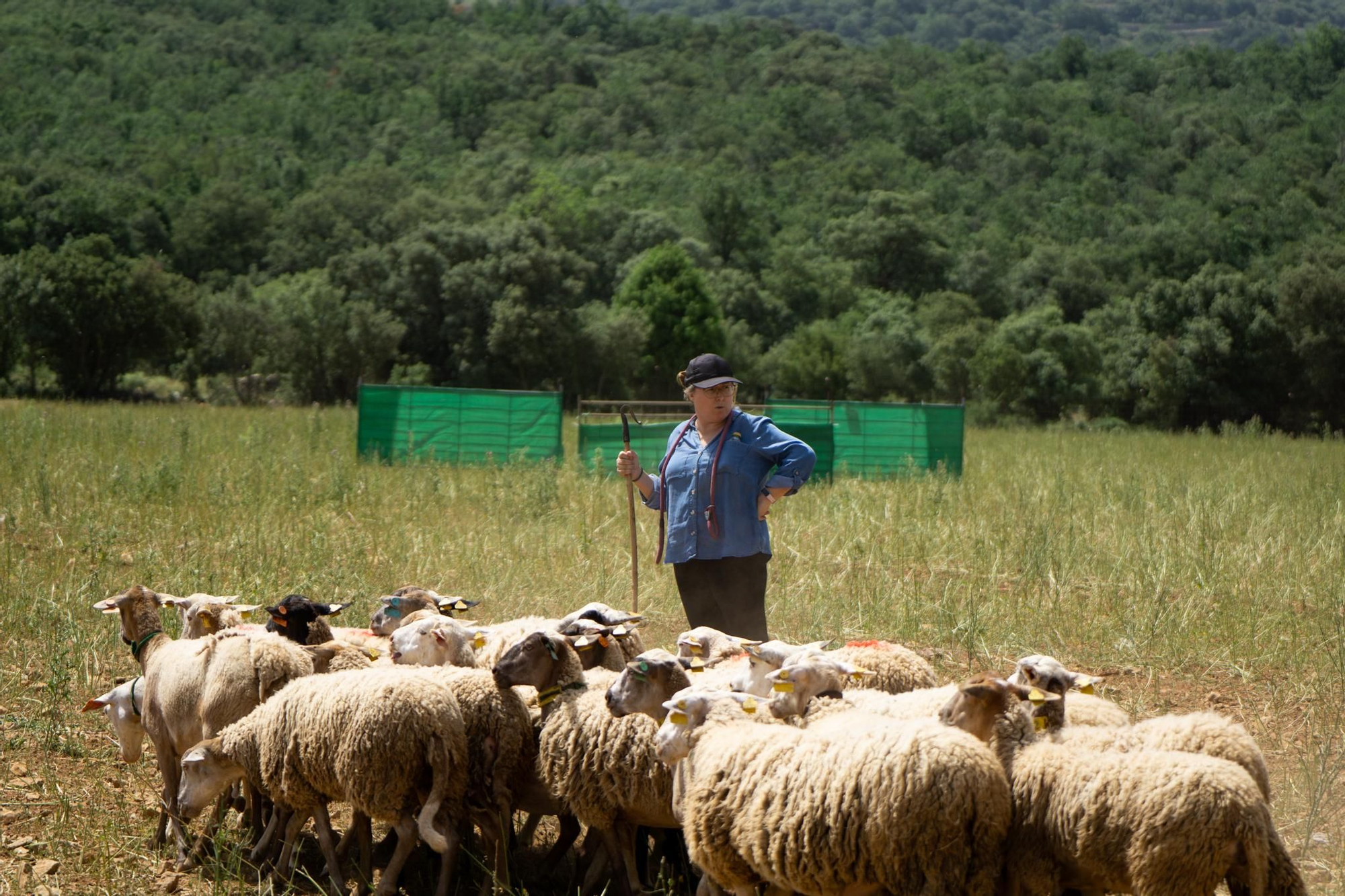 FOTOGALERÍA: Las imágenes del concurso de perros pastores de Ares del Maestrat