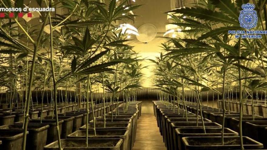 Una treintena de acusados en la Región de Murcia por cultivar marihuana en chalés y casas de campo