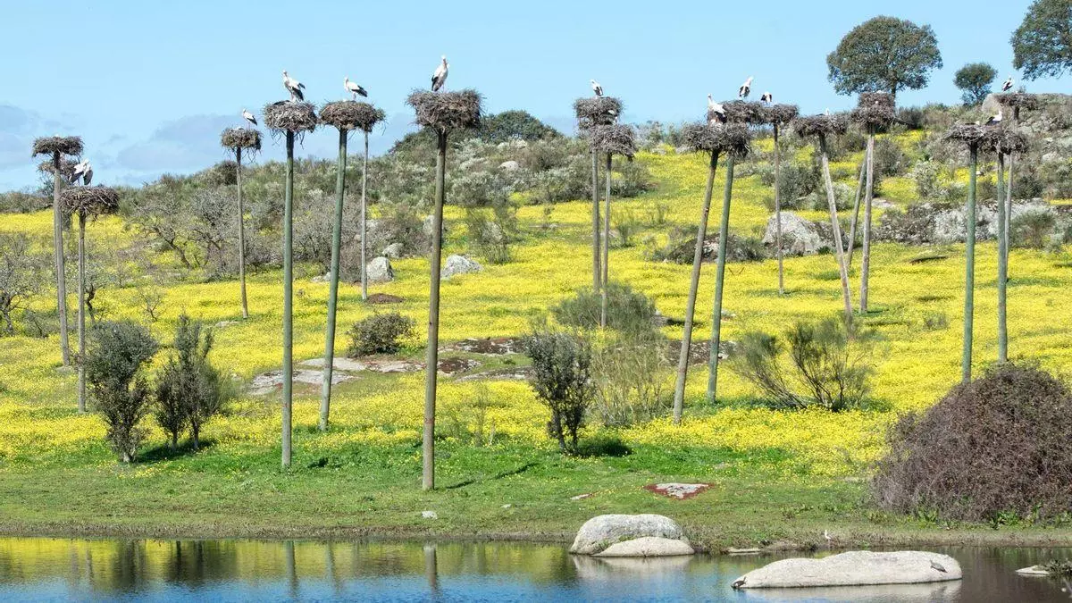 Malpartida de Cáceres restaurará el paraje del Humedal de la Cigüeña, afectado por las lluvias torrenciales
