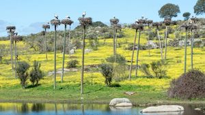 Colonias de cigüeñas en el humedal.