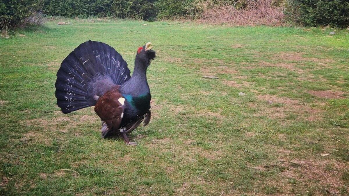 Un macho de urogallo en celo.