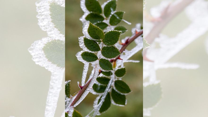 Los trucos más eficaces para evitar que tus plantas se hielen