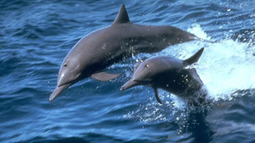 Los delfines se llaman entre ellos por su &quot;nombre&quot;