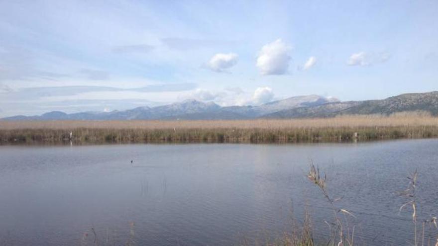 Vogelschutzgebiet s&#039;Albufera im Norden der Insel.