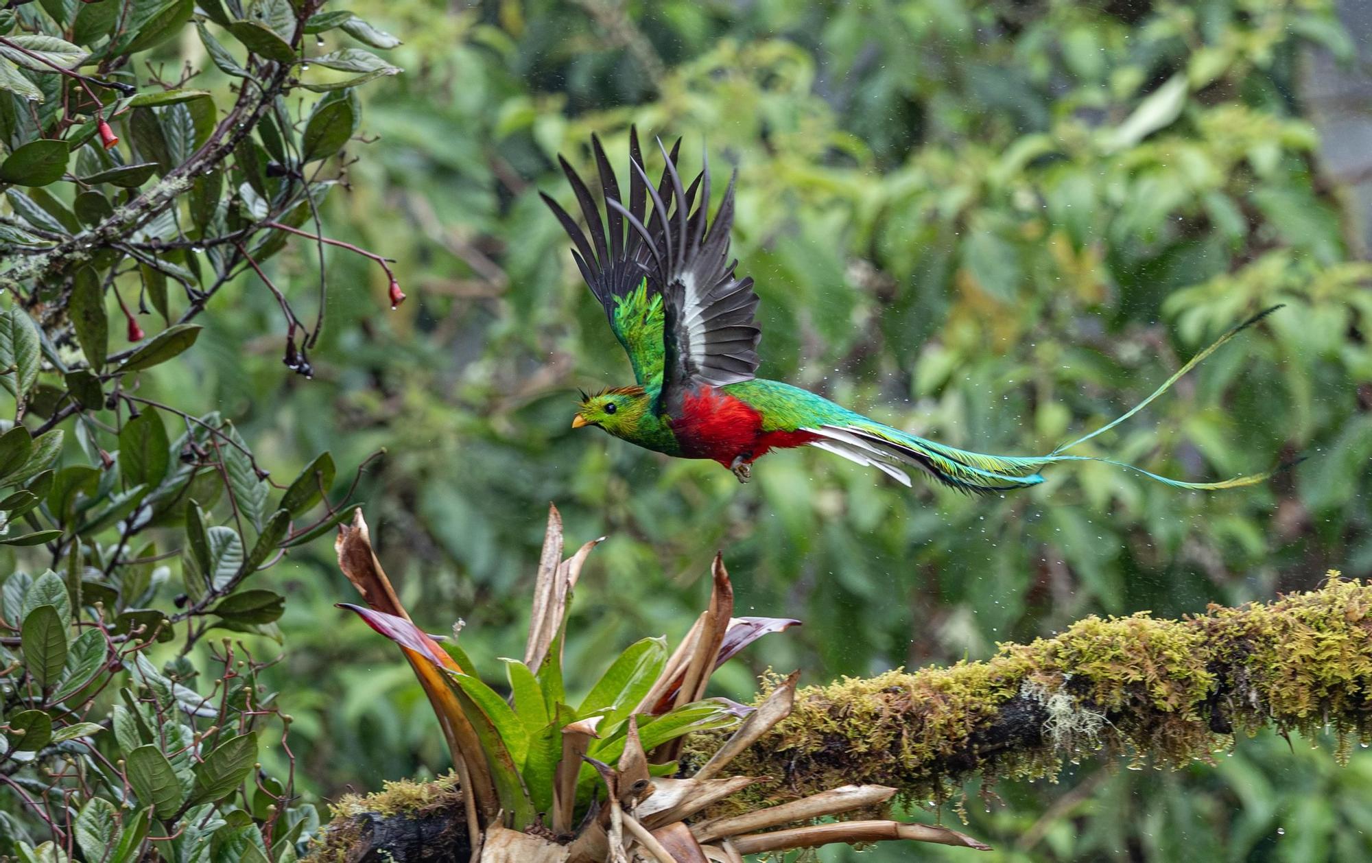 Reserva Forestal Los Santos, el gran refugio del quetzal, el final de nuestra expedición y el acceso al sorteo