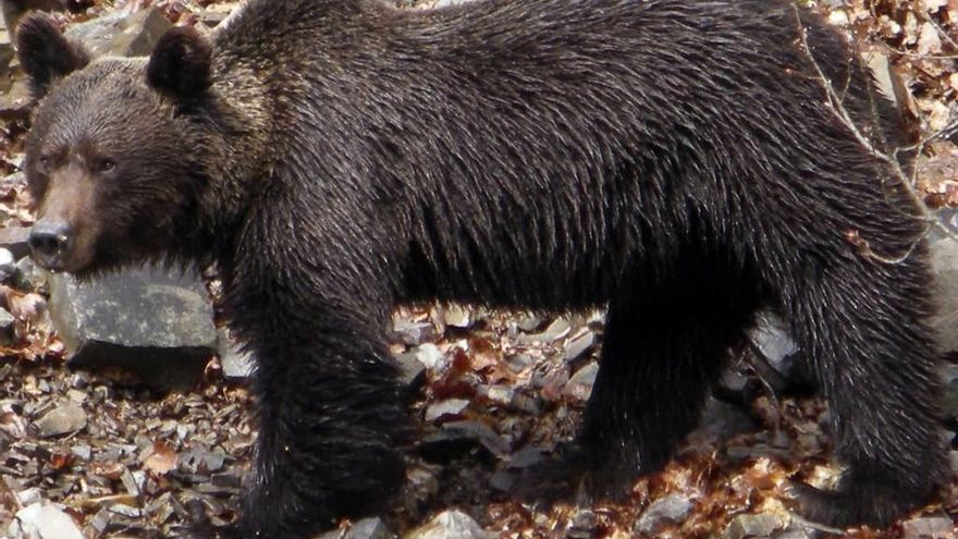 Un oso pardo macho.