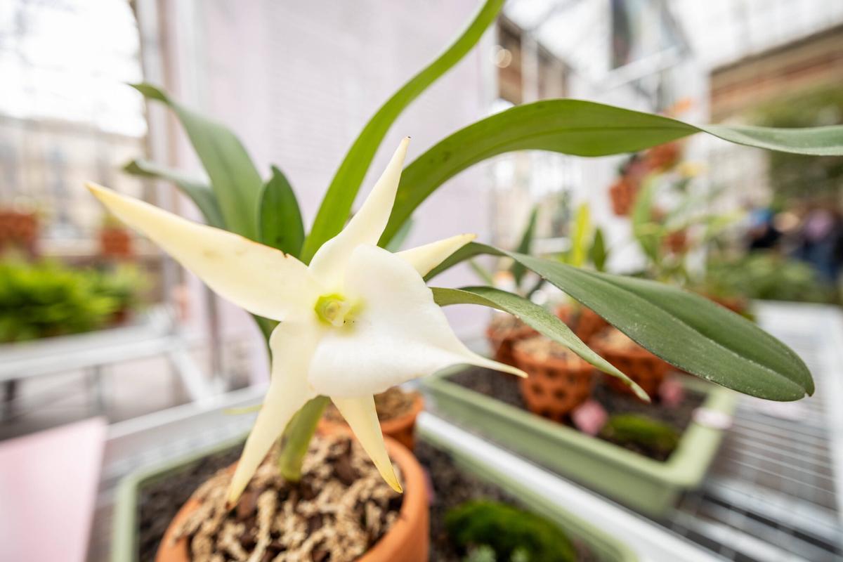 La orquídea de Darwin, tan extraña que el naturalista predijo la existencia de un insecto entones jamás visto.