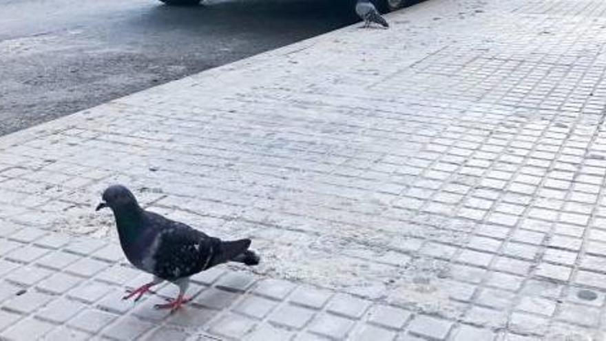 Una paloma pasea por la calle Vent de Gregal.