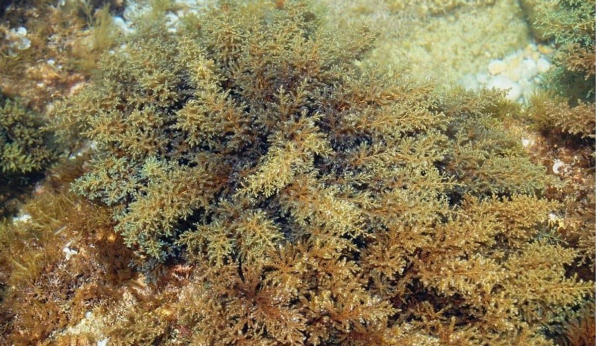 Eliminar erizos de mar para proteger las algas