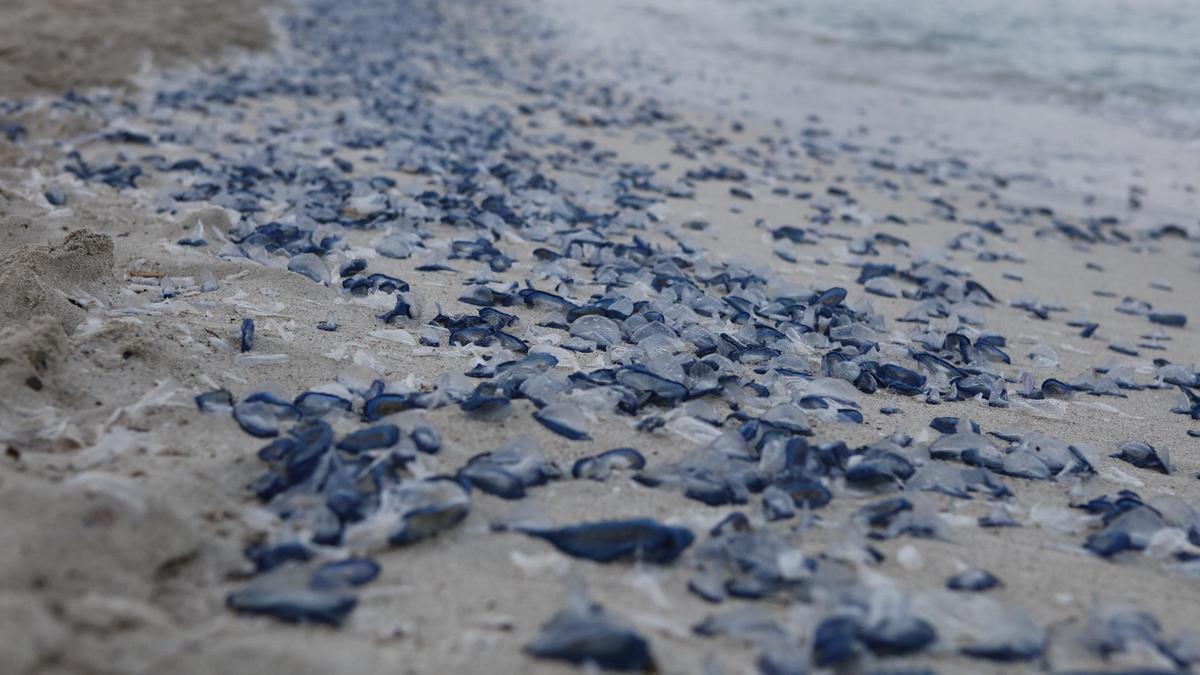 Nueva oleada de medusas velero en Mallorca: ahora llegan a Cala Millor