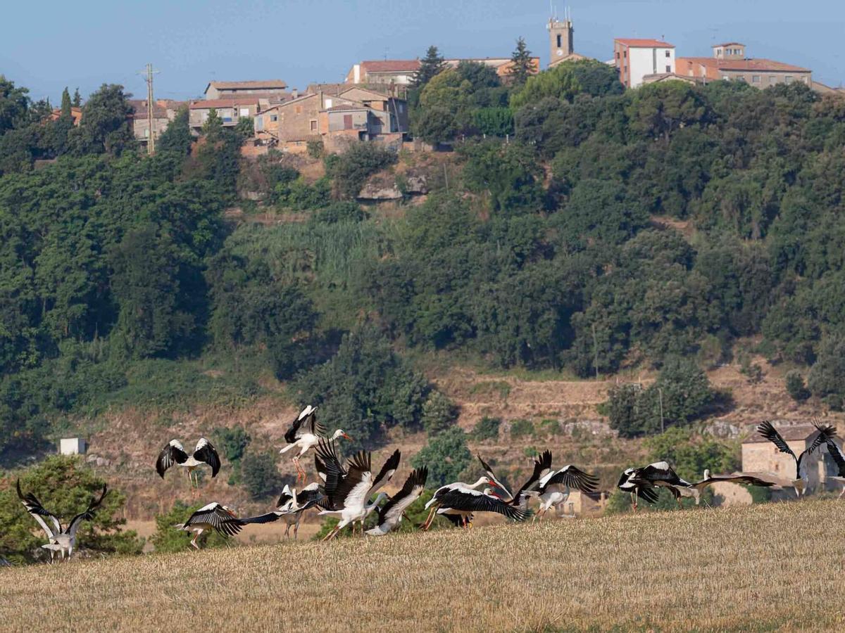 Les aus han fet aturada en espais reconeixibles dels municipis de Casserres i Gironella
