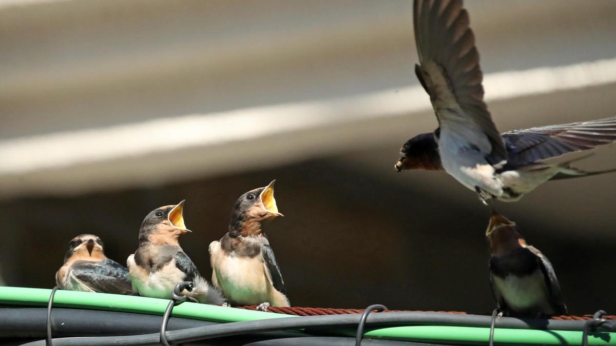 Las aves constituyen el caso más conocido de padres involucrados en el cuidado de su prole.