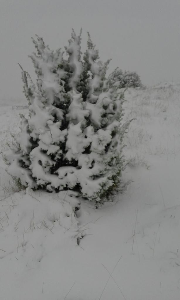 IMÁGENES DE POSTAL | Herbeset, una aldea de Morella cubierta por la nieve