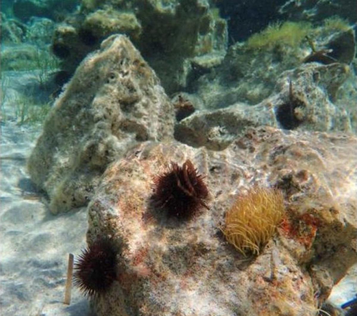 Eliminar erizos de mar para proteger las algas