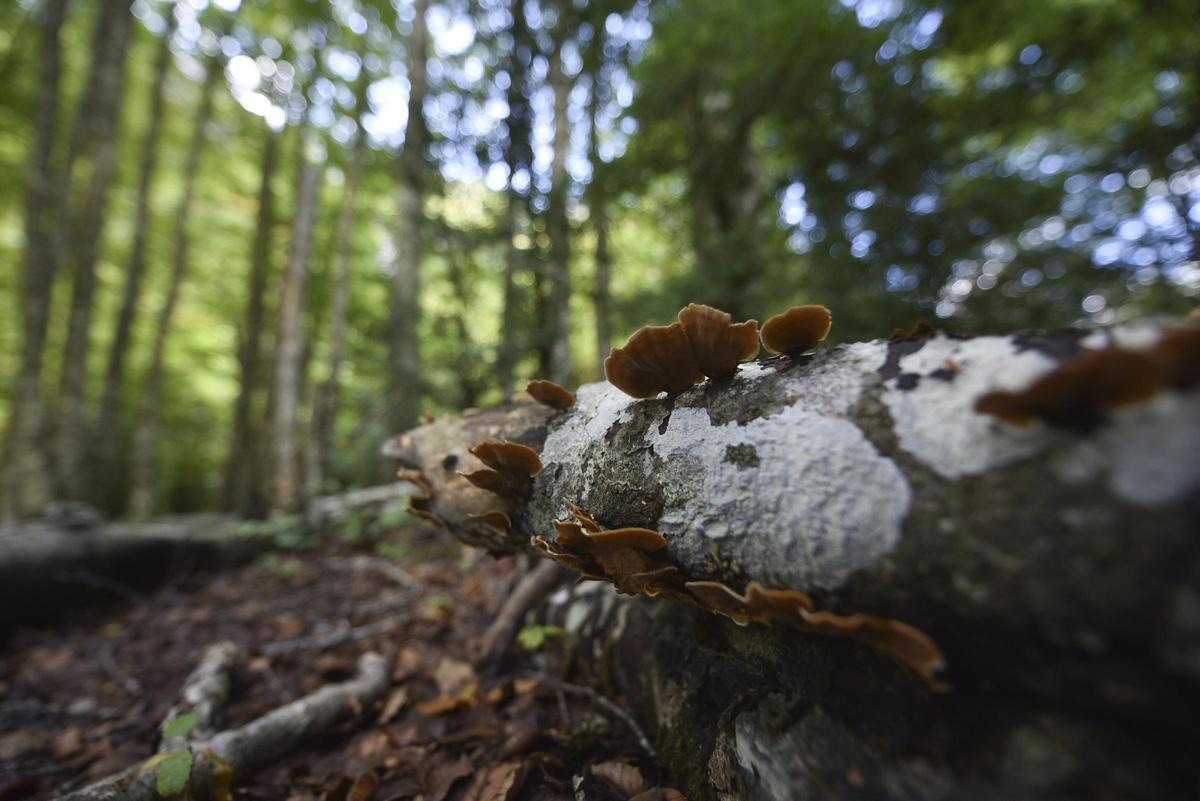 Bolets en el tronc d'un arbre