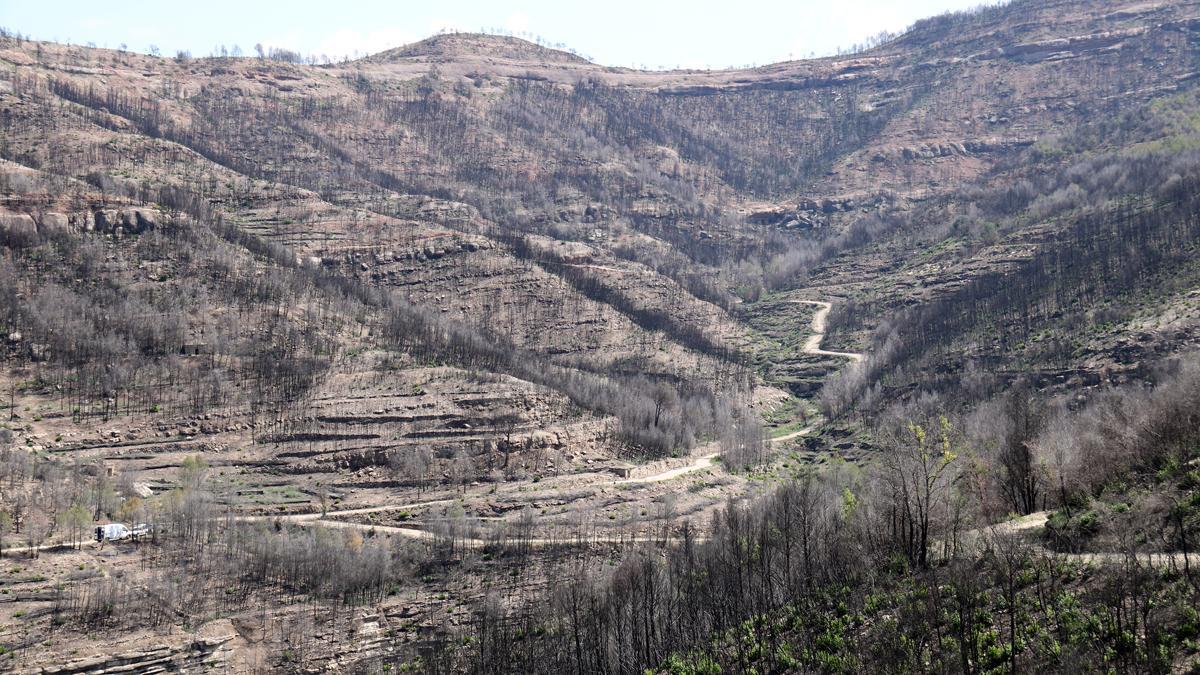 Los propietarios forestales alertan de que las lluvias han sido solo un espejismo. Lo explica el presidente de BOSCAT, Just Serra. En la foto, una de las fincas quemadas en el incendio del Pont de Vilomara i Rocafort.