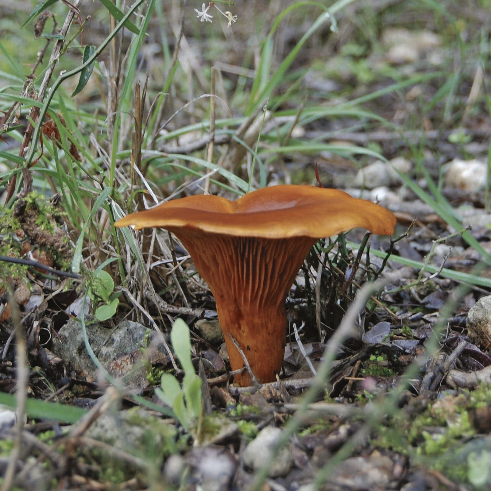 'Gírgola d'Olivera': Crece en tocones de olivo, acebuche, entre matas. Es bastante tóxica; no debe consumirse bajo ningún concepto.