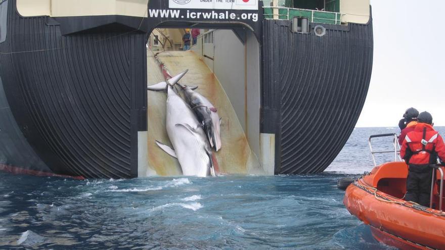 El &quot;Nisshin Maru&quot;, subiendo dos ballenas.