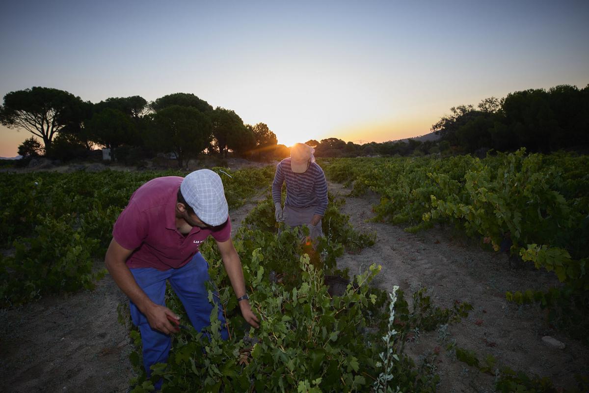 Un hombre trabaja en la recogida de uvas de un viñedo de la bodega de Las Moradas de San Martín, a 21 de agosto de 2021, en Madrid