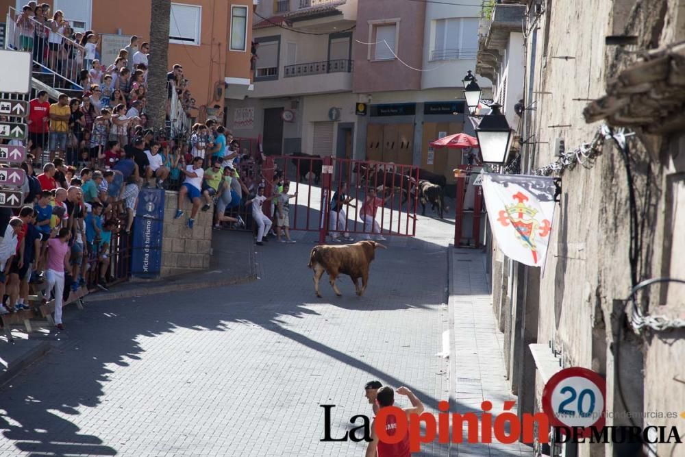 Suelta de toros en Moratalla