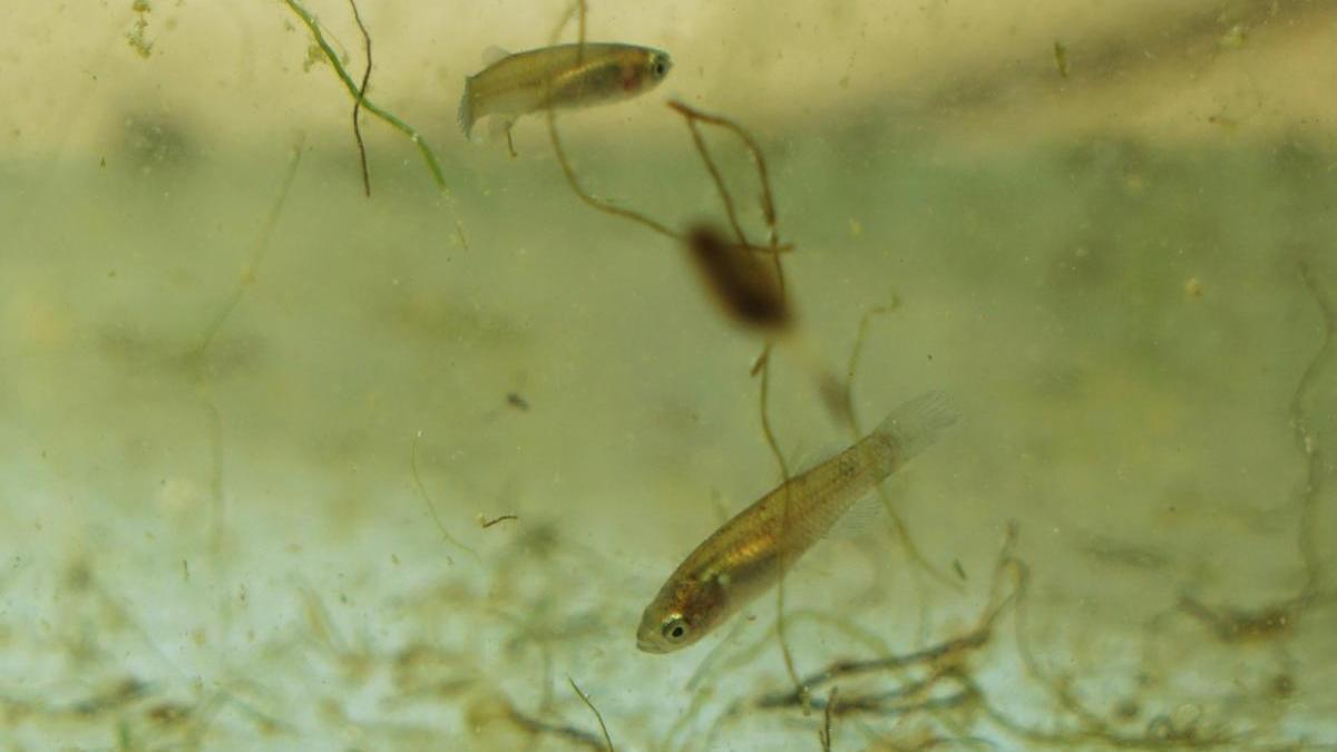 Valencia Nacen miles de samarucs en el lago vivo del Oceanogràfic