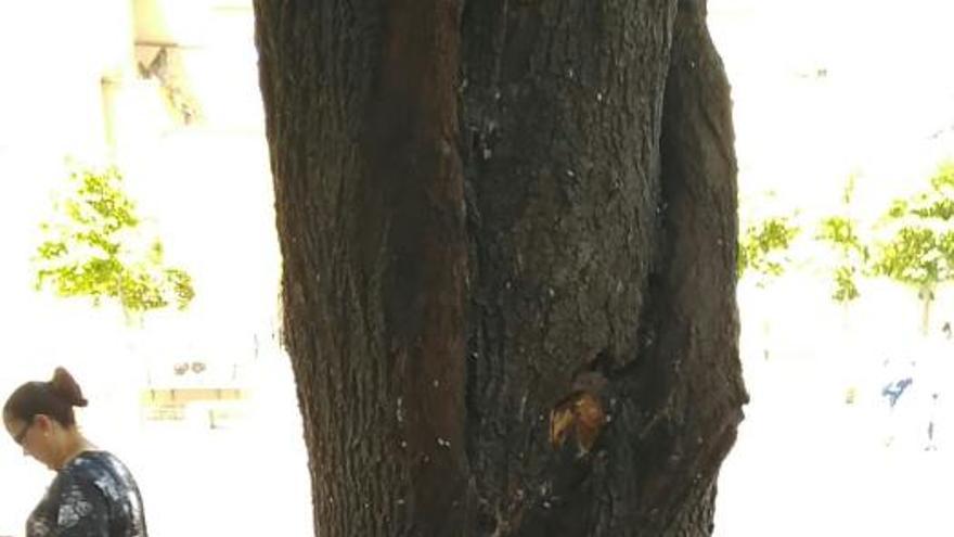 Les &#039;ferides&#039; de l&#039;arbre atropellat a Manresa