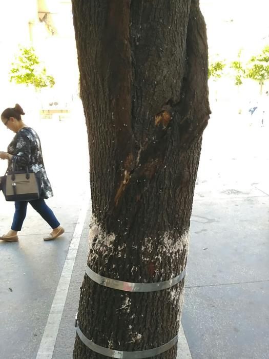 Les 'ferides' de l'arbre atropellat a Manresa