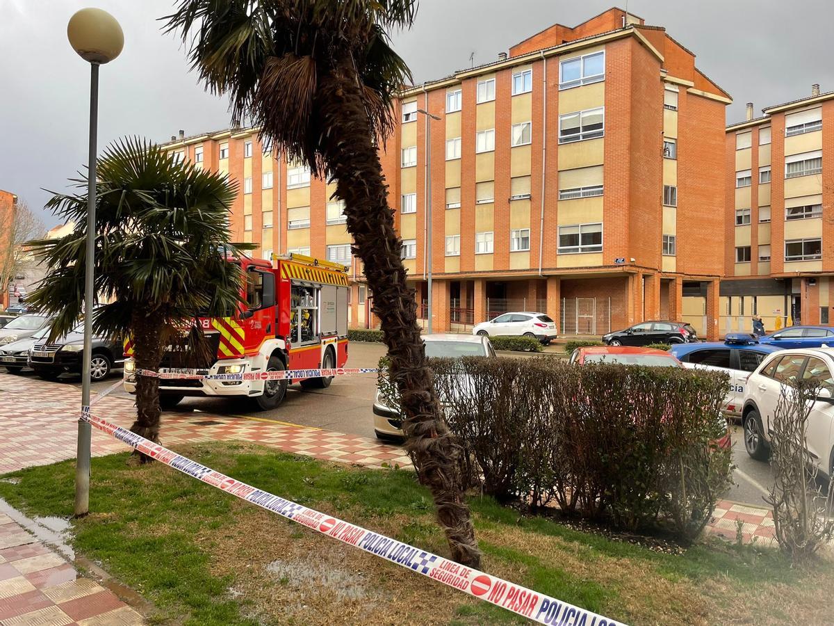 La palmera inestable que ha sido enderezada en la Cañada de la Vizana.