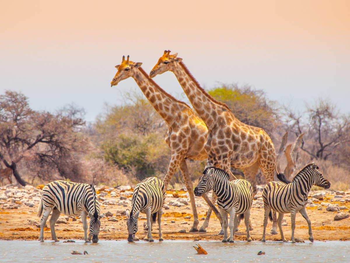 Animales en el Parque Nacional de Estosha, en Namibia.