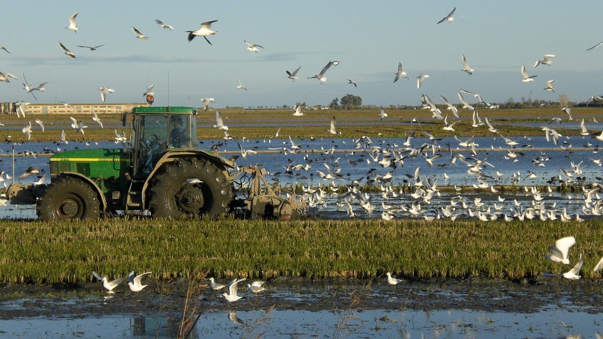 Plantación de arroz ecológico de Riet Vell, en el delta del Ebro.