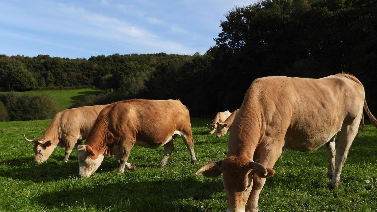 Vacas de carne en la parroquia compostelana de Nemenzo