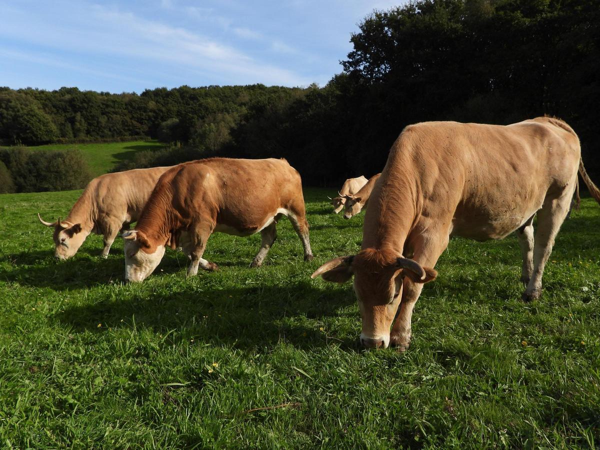 Vacas de carne en la parroquia compostelana de Nemenzo