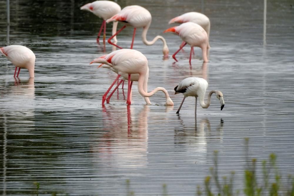 Flamencos y todo tipo de aves en la Laguna de Villena