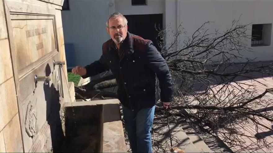 El viento derriba un árbol en Lledó.